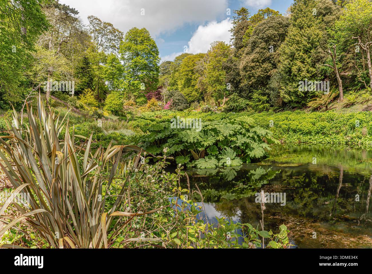 Mallard Pool at the center of Trebah Garden, Cornwall, England, UK Stock Photo