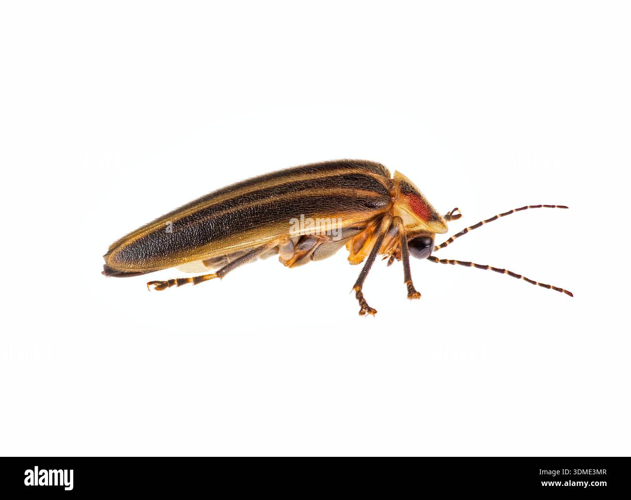 A highly detailed photograph of a Lightning Bug isolated against a ...