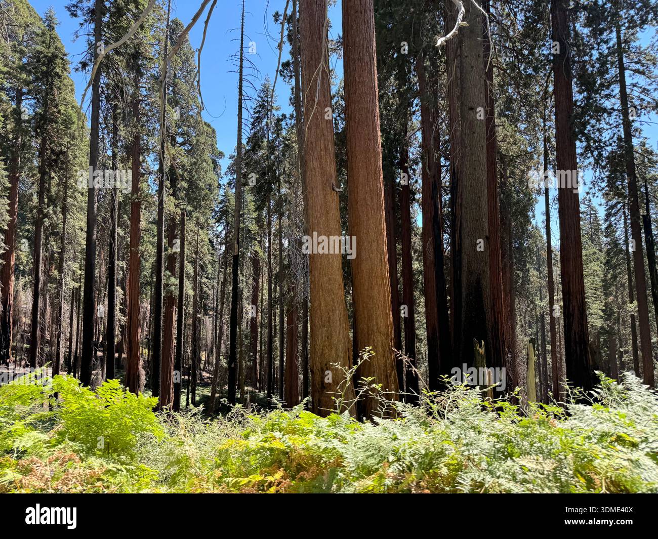 Giant sequoia trees rising above forest floor in Sequoia National Forest, California, USA. - Smartphone Captured Stock Image