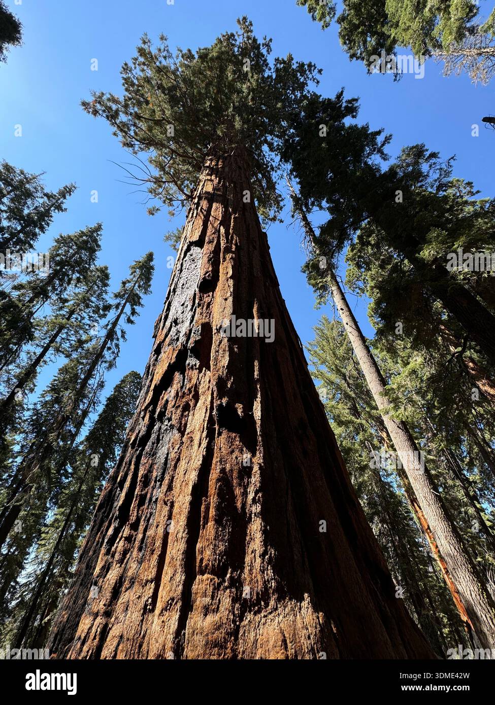 Low angle view of giant sequoia tree towering in Sequoia National Forest, California, USA. - Smartphone Captured Stock Image