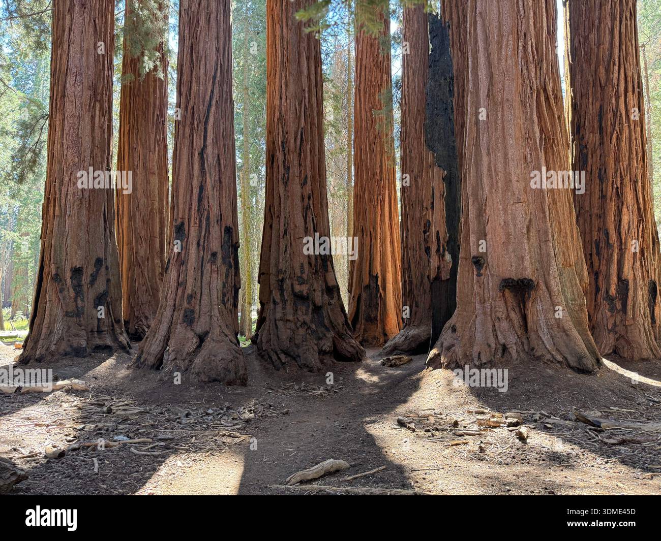 Massive bases of giant sequoia trees in forest grove, Sequoia National Forest, California, USA. - Smartphone Captured Stock Image