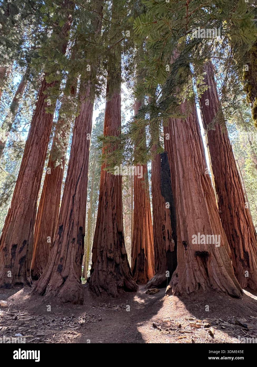 Giant sequoia trees rising in sunlit forest grove, Sequoia National Forest, California, USA. - Smartphone Captured Stock Image