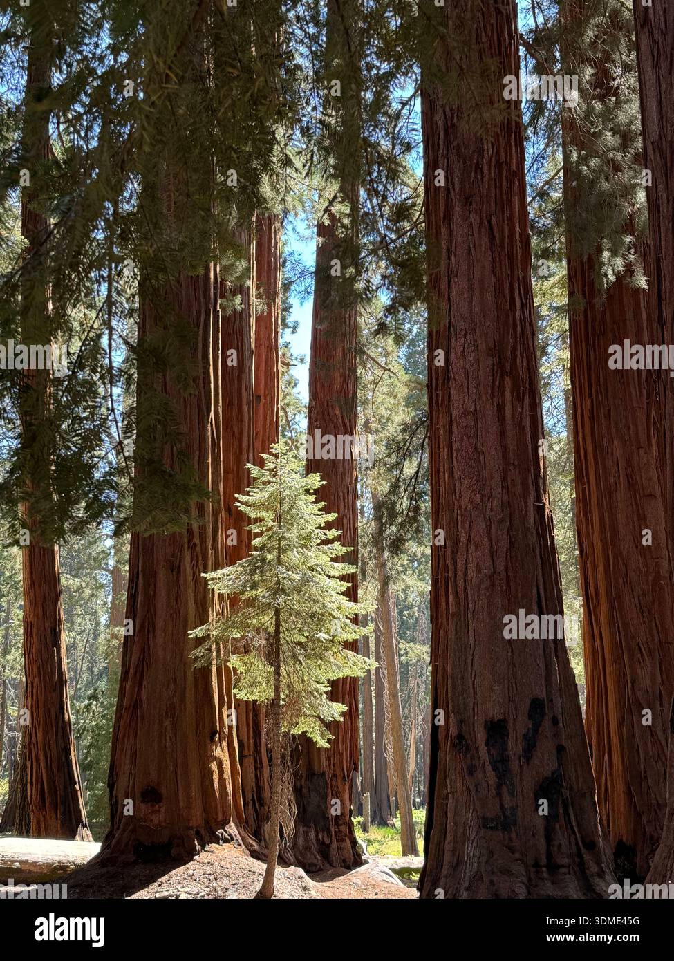 Young conifer growing among giant sequoia trees in Sequoia National Forest, California, USA. - Smartphone Captured Stock Image