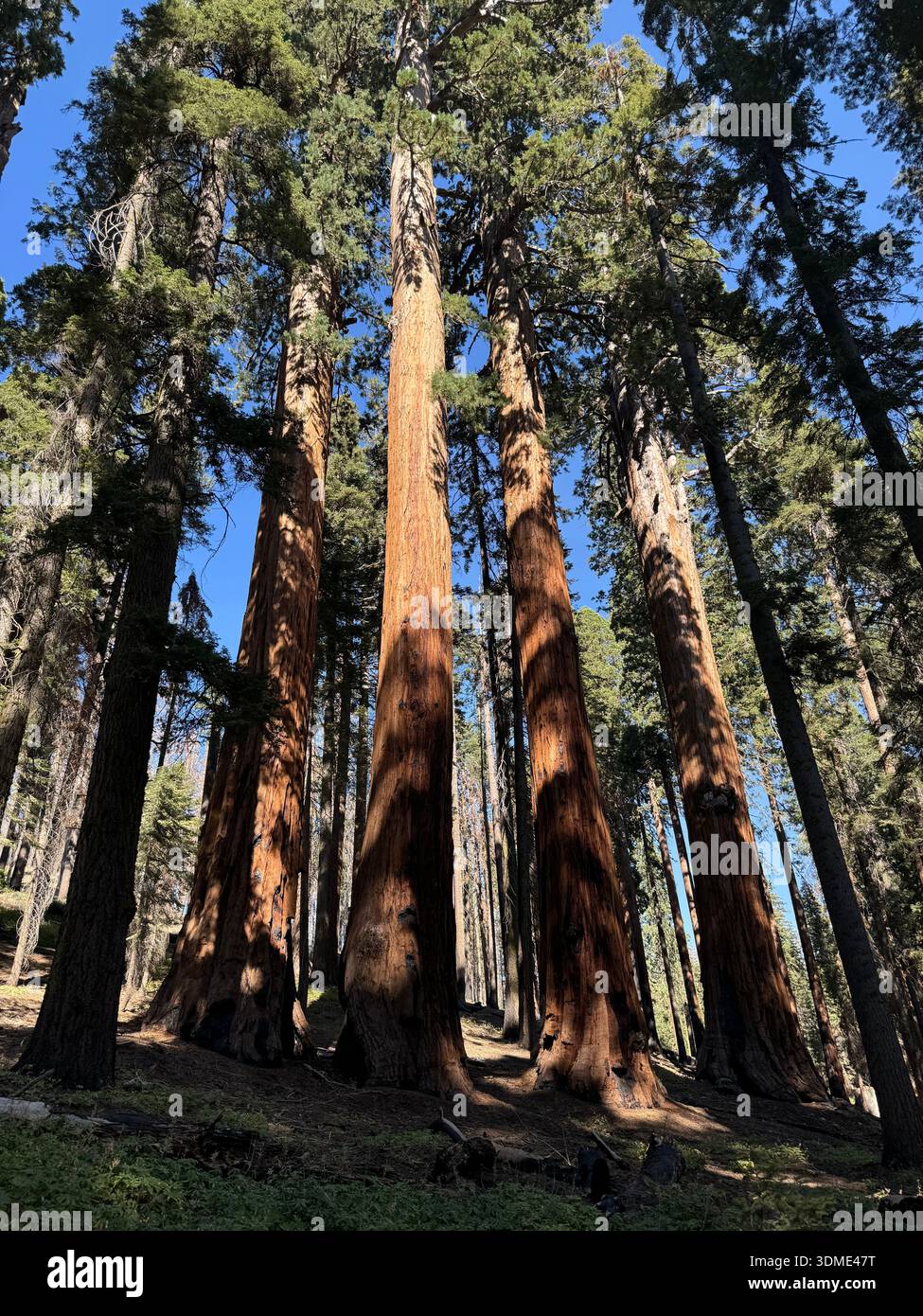 Giant sequoia trees towering in a forest of Sequoia National Park, highlighting the massive scale of ancient nature. - Smartphone Captured Stock Image