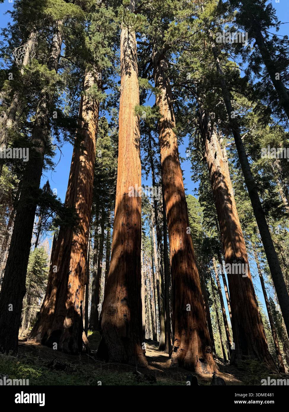 Giant sequoia trees towering in a forest of Sequoia National Park, highlighting the massive scale of ancient nature. - Smartphone Captured Stock Image