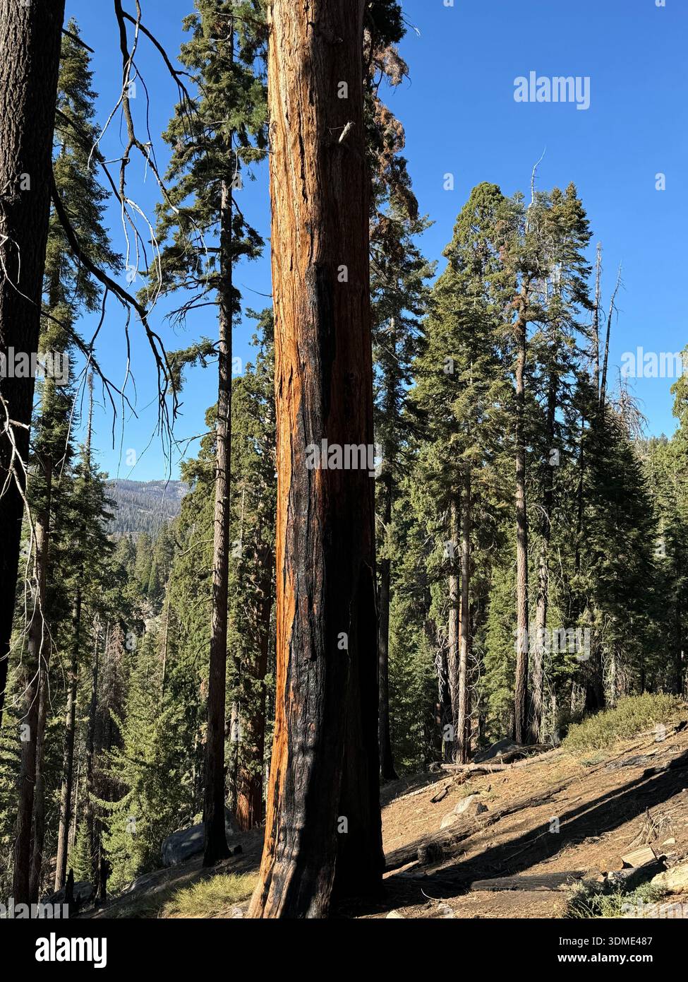 Sunlit sequoia forest on mountain slope in Sequoia National Forest, California, USA. - Smartphone Captured Stock Image