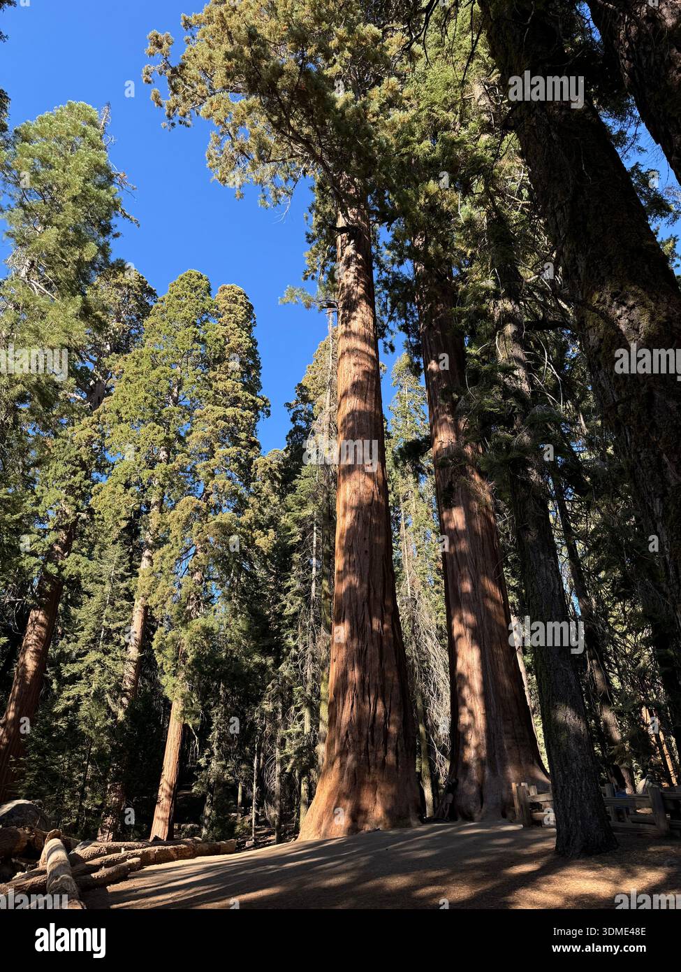 Sunlit giant sequoia trees towering in forest grove, Sequoia National Forest, California, USA. - Smartphone Captured Stock Image