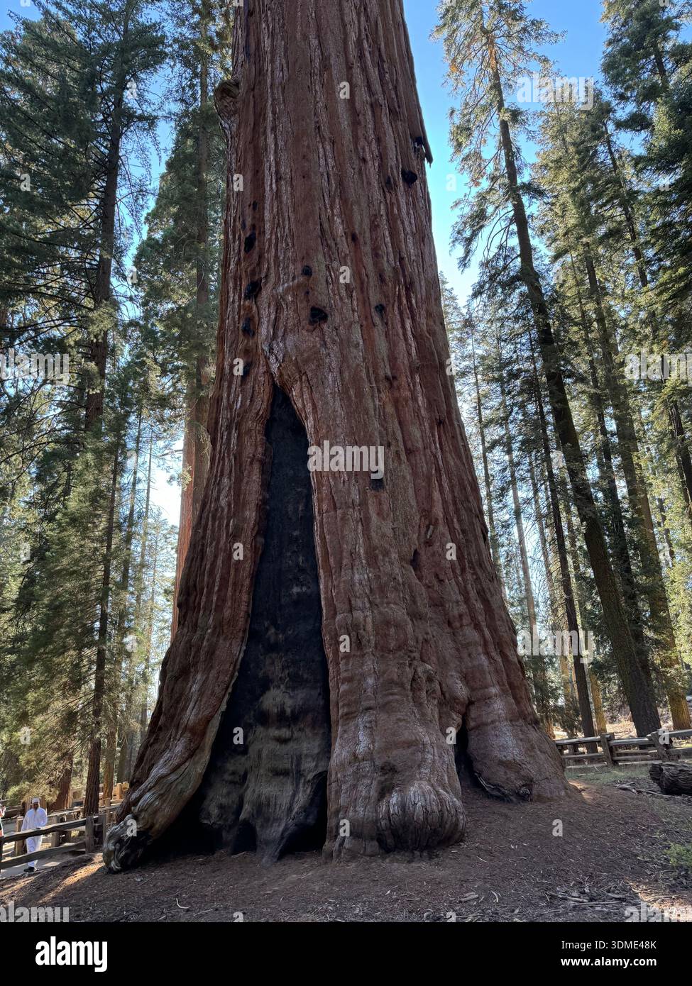 Giant sequoia trees towering in a forest of Sequoia National Park, highlighting the massive scale of ancient nature. - Smartphone Captured Stock Image