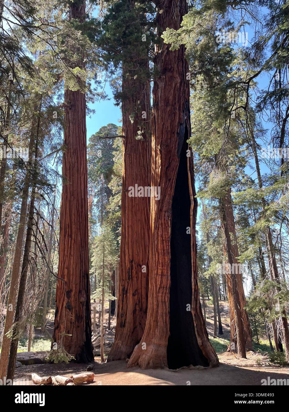 Giant sequoia trees towering in a forest of Sequoia National Park, highlighting the massive scale of ancient nature. - Smartphone Captured Stock Image