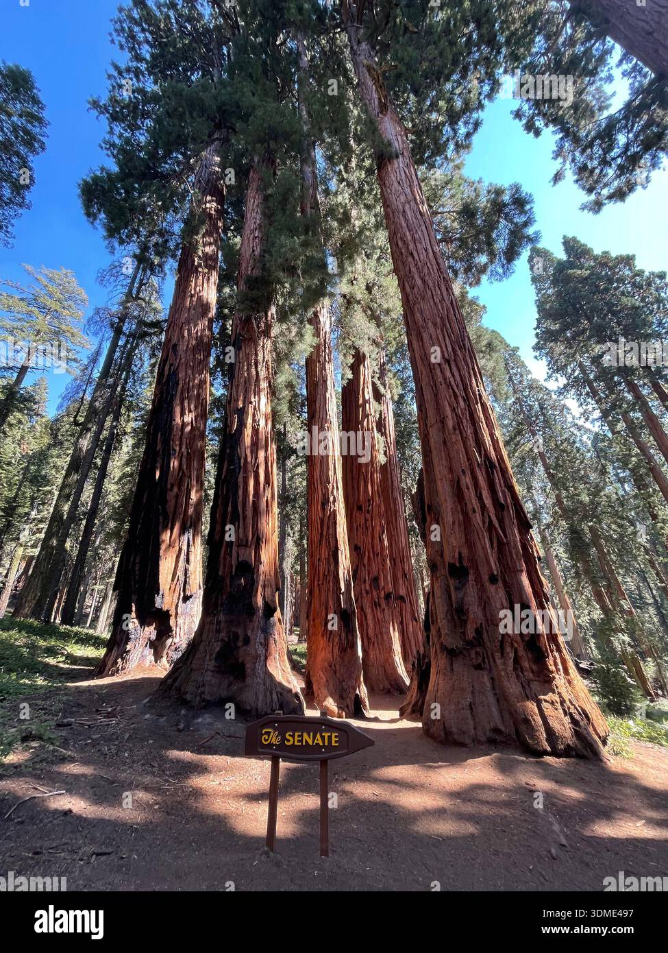 Giant sequoia trees towering in a forest of Sequoia National Park, highlighting the massive scale of ancient nature. - Smartphone Captured Stock Image