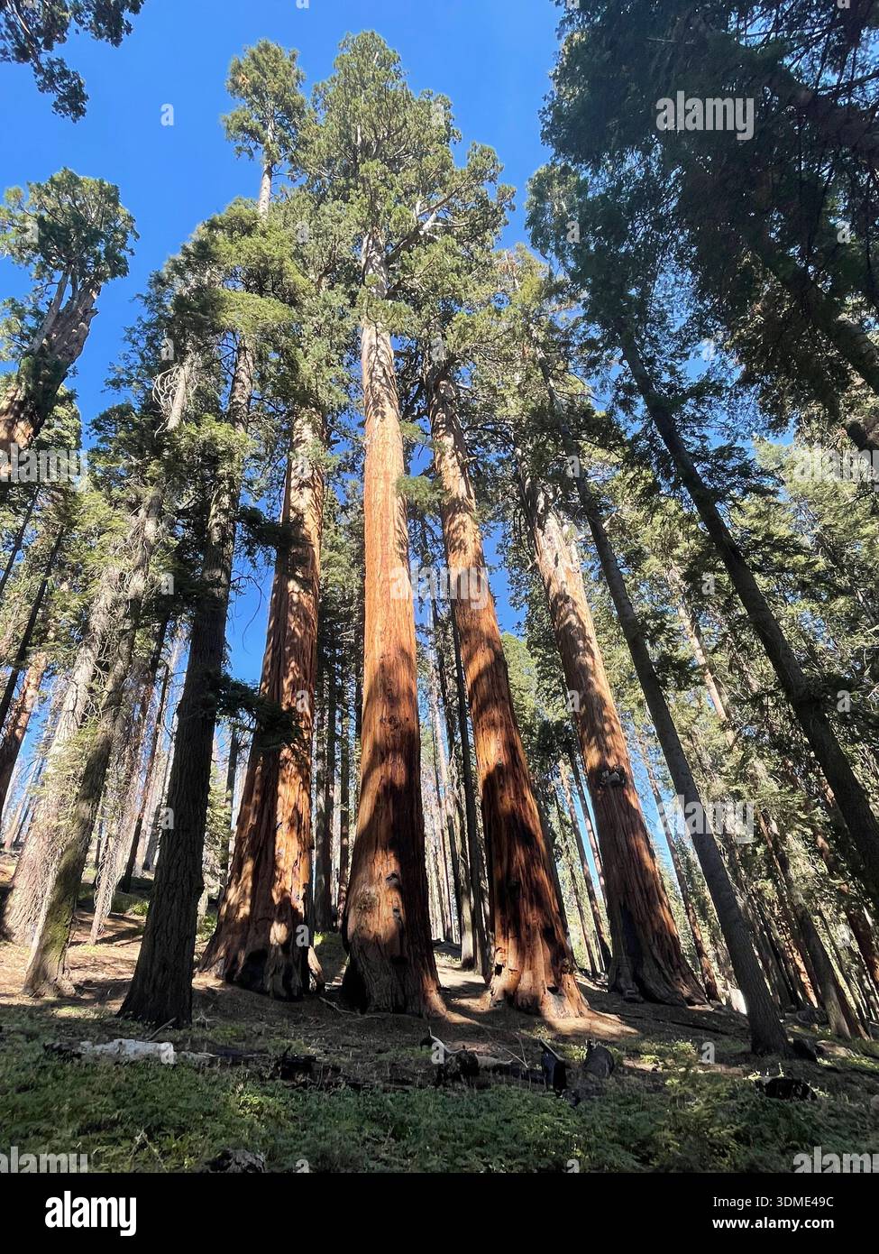 Giant sequoia trees towering in a forest of Sequoia National Park, highlighting the massive scale of ancient nature. - Smartphone Captured Stock Image