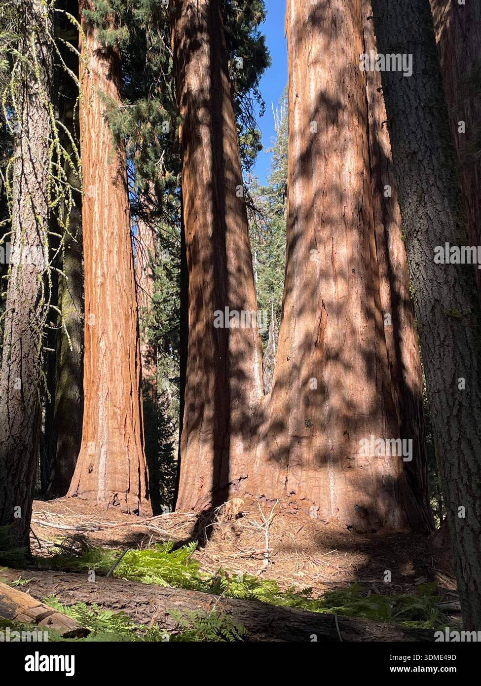Giant sequoia trees towering in a forest of Sequoia National Park, highlighting the massive scale of ancient nature. - Smartphone Captured Stock Image