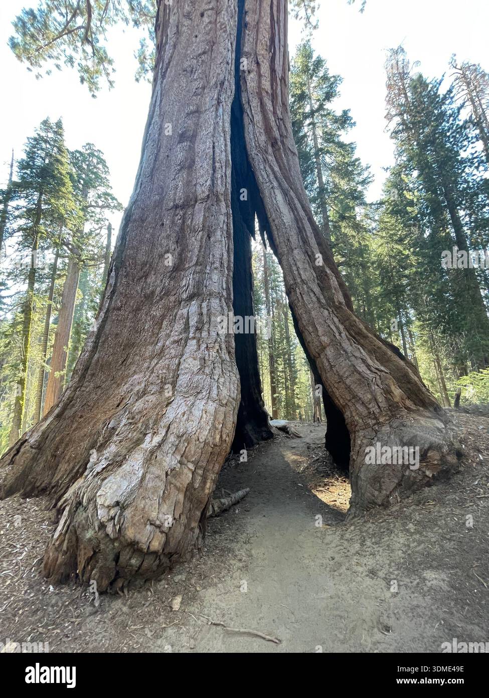 Giant sequoia trees towering in a forest of Sequoia National Park, highlighting the massive scale of ancient nature. - Smartphone Captured Stock Image