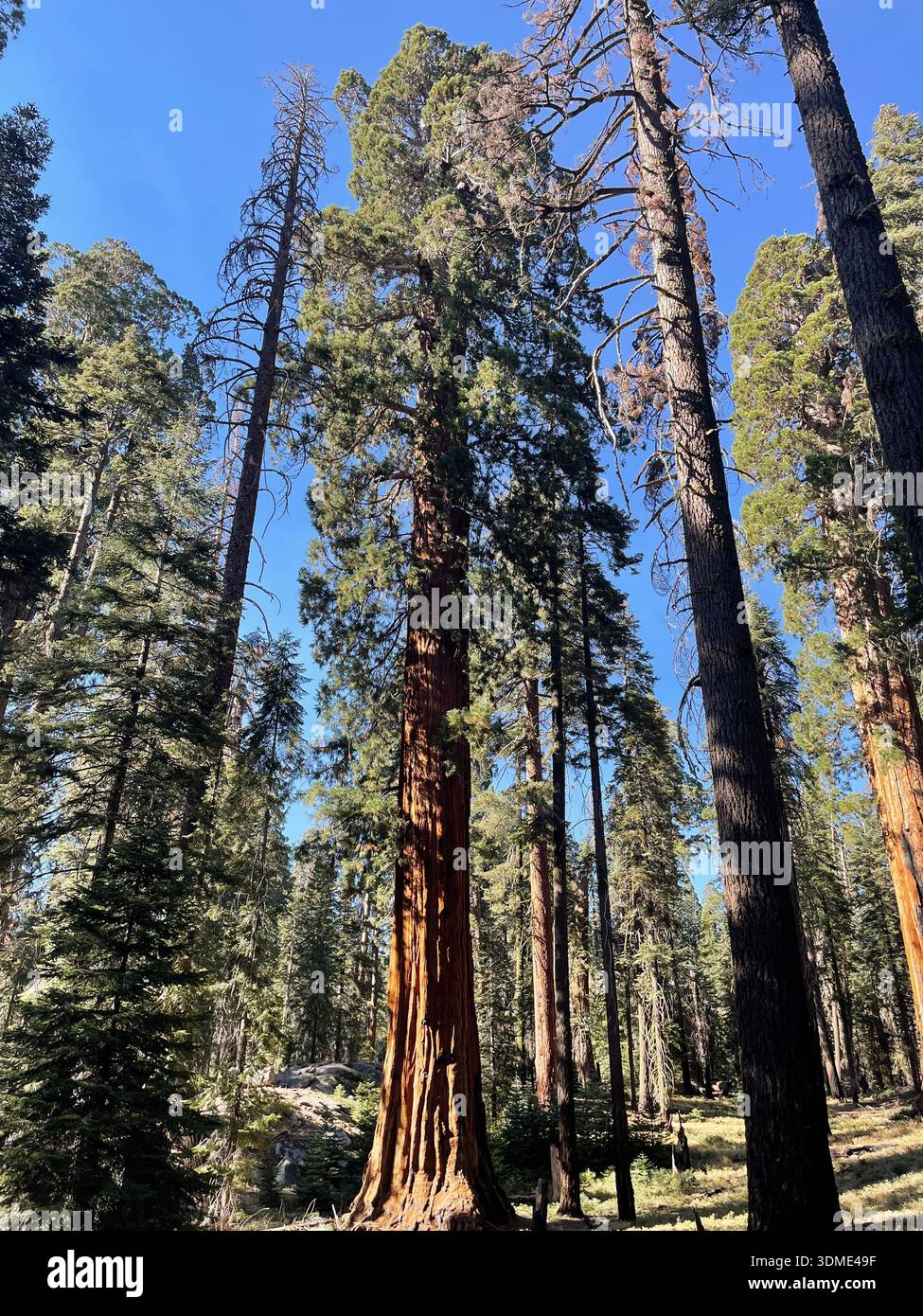 Tall sequoia trees in sunlit forest landscape, Sequoia National Forest, California, USA. - Smartphone Captured Stock Image