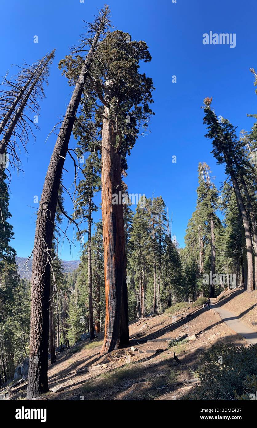 Sunlit sequoia trees on mountain slope in Sequoia National Forest, California, USA. - Smartphone Captured Stock Image