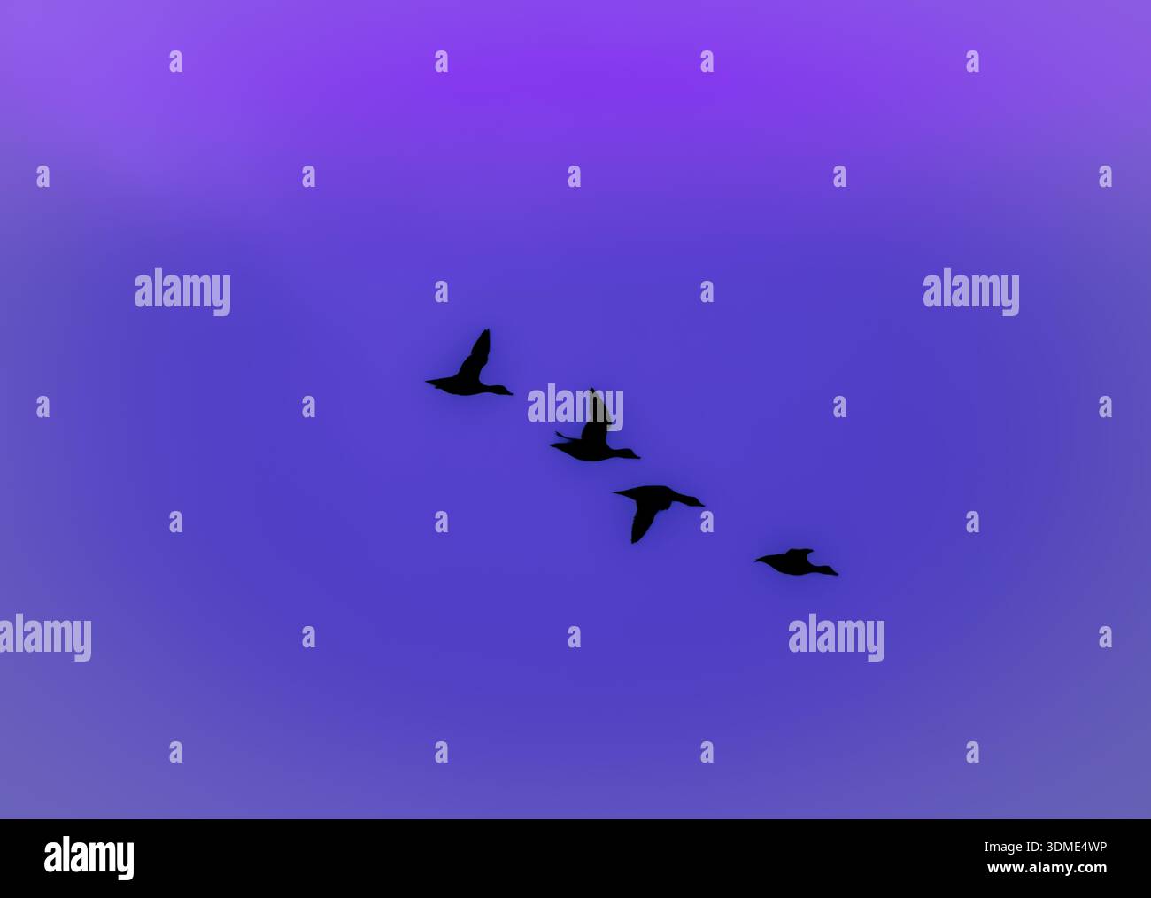 Flying bird silhouettes birds hi-res stock photography and images - Alamy