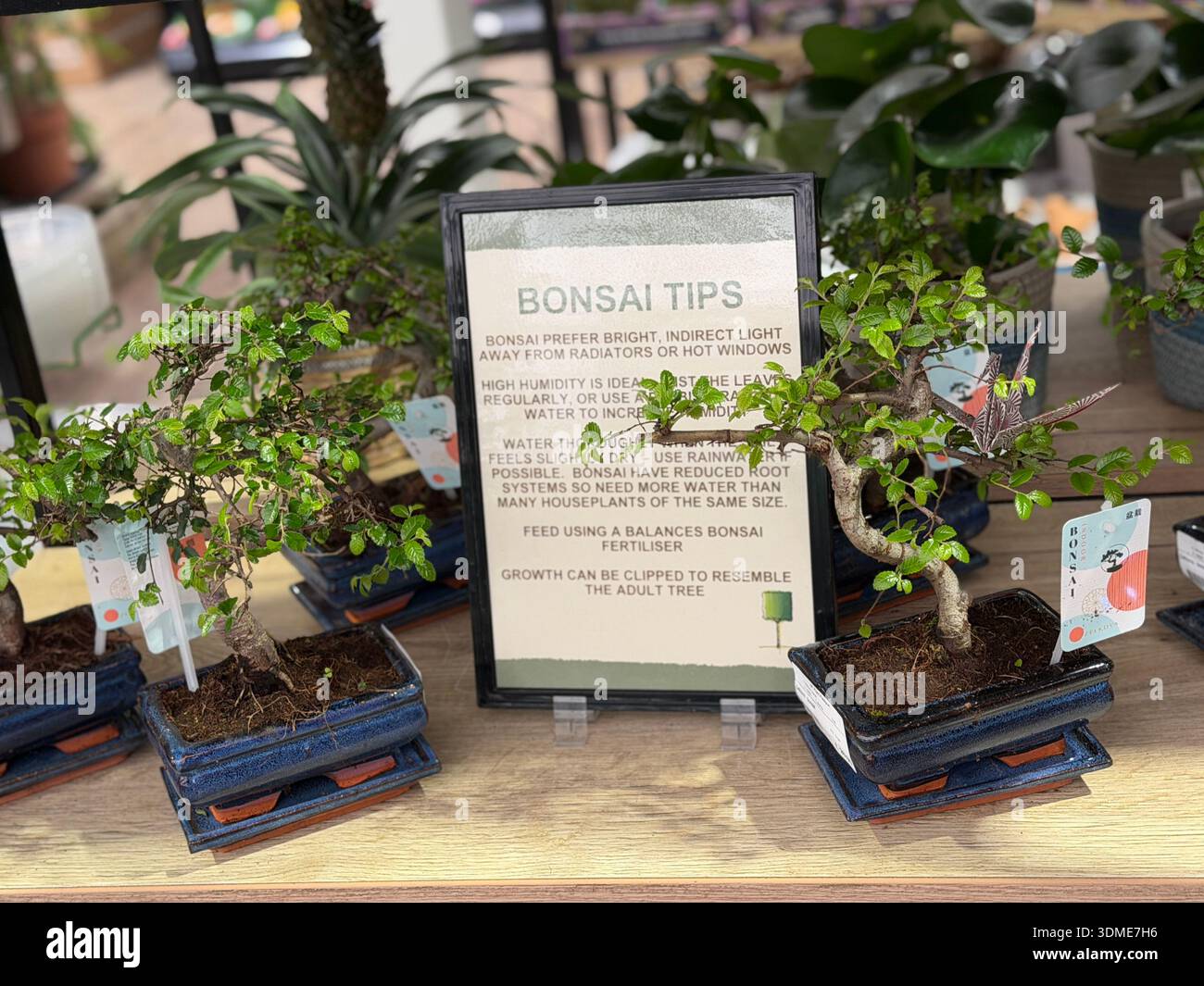 Care of bonsai trees hi-res stock photography and images - Alamy