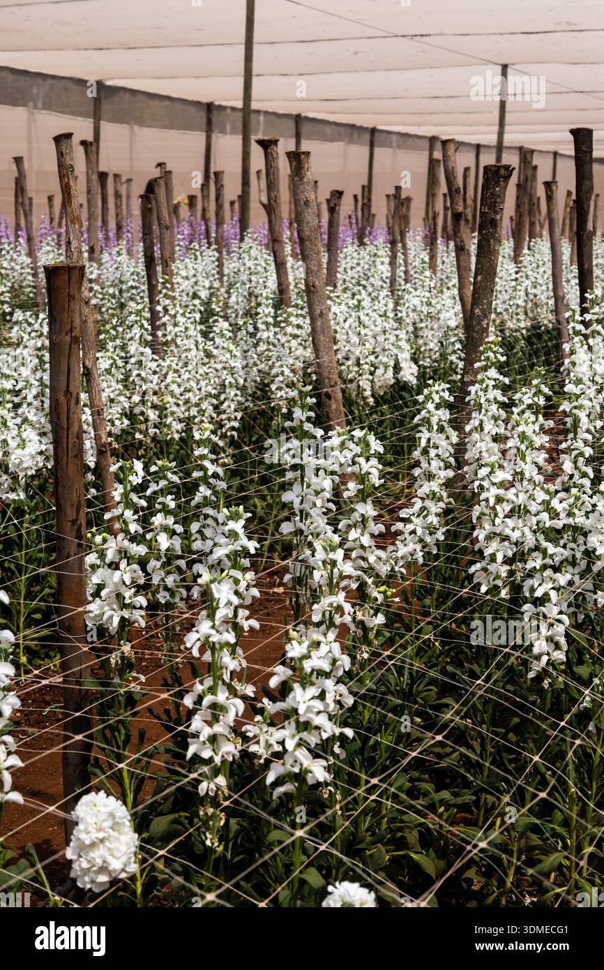 Gilly flower hi-res stock photography and images - Alamy