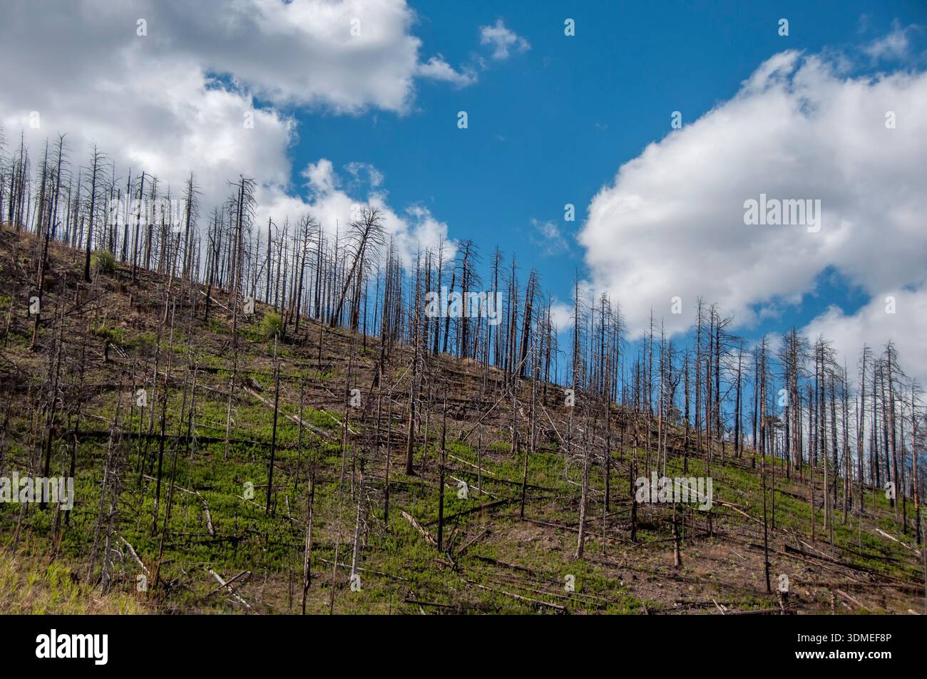 New green growth begins to emerge after a fire had ravaged this ...