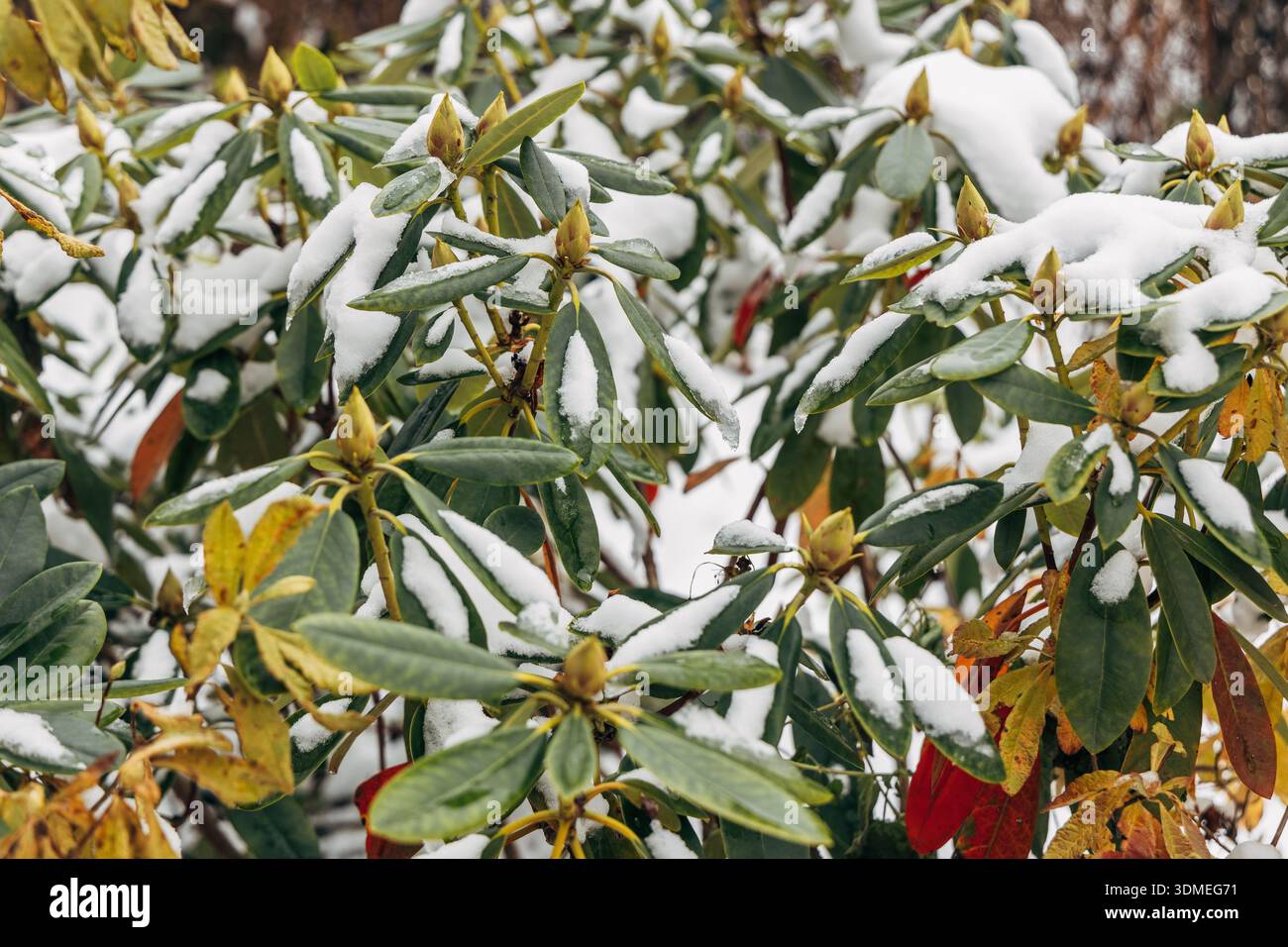 Rhododendron covered with frost and snow in winter Stock Photo - Alamy