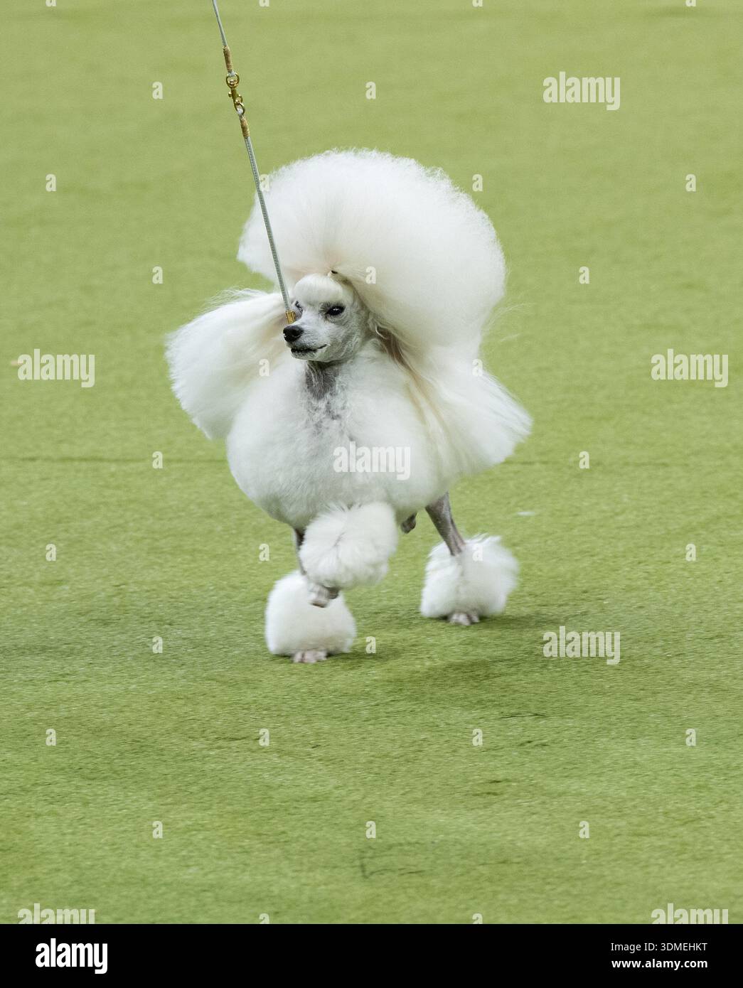 Poodle named Magic competes in the Toy group during the 150th