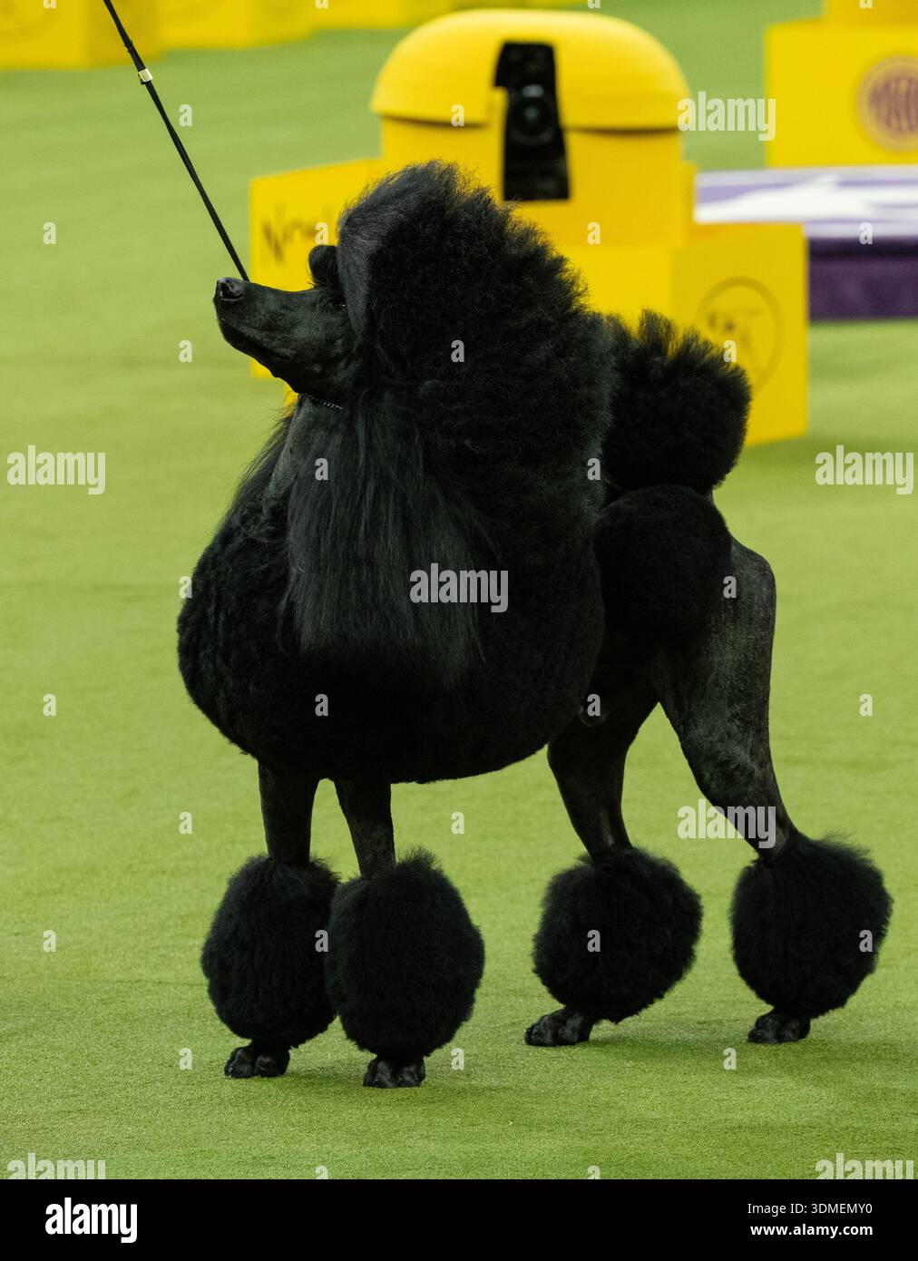 poodle-standard-named-jett-