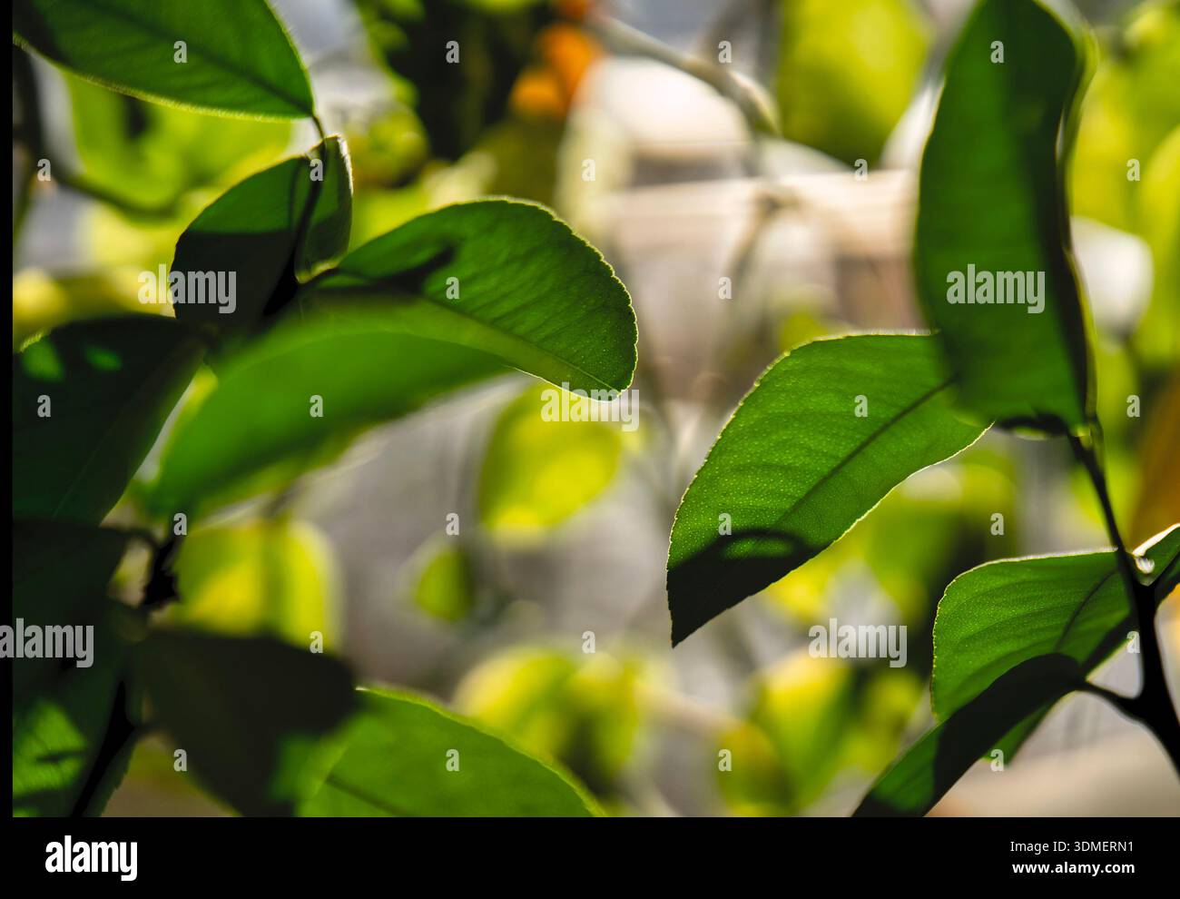 The image displays the lush green leaves of a citrus plant, likely from an orange or lemon tree. Stock Photo