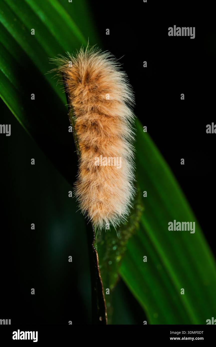 Caterpillar hairy insect wildlife hi-res stock photography and images ...