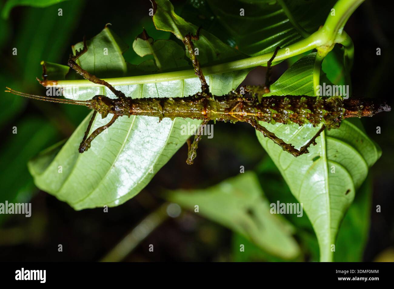 Java Stick Insect Photo Walking stick insect camouflage mimic hi-res stock photography and ...
