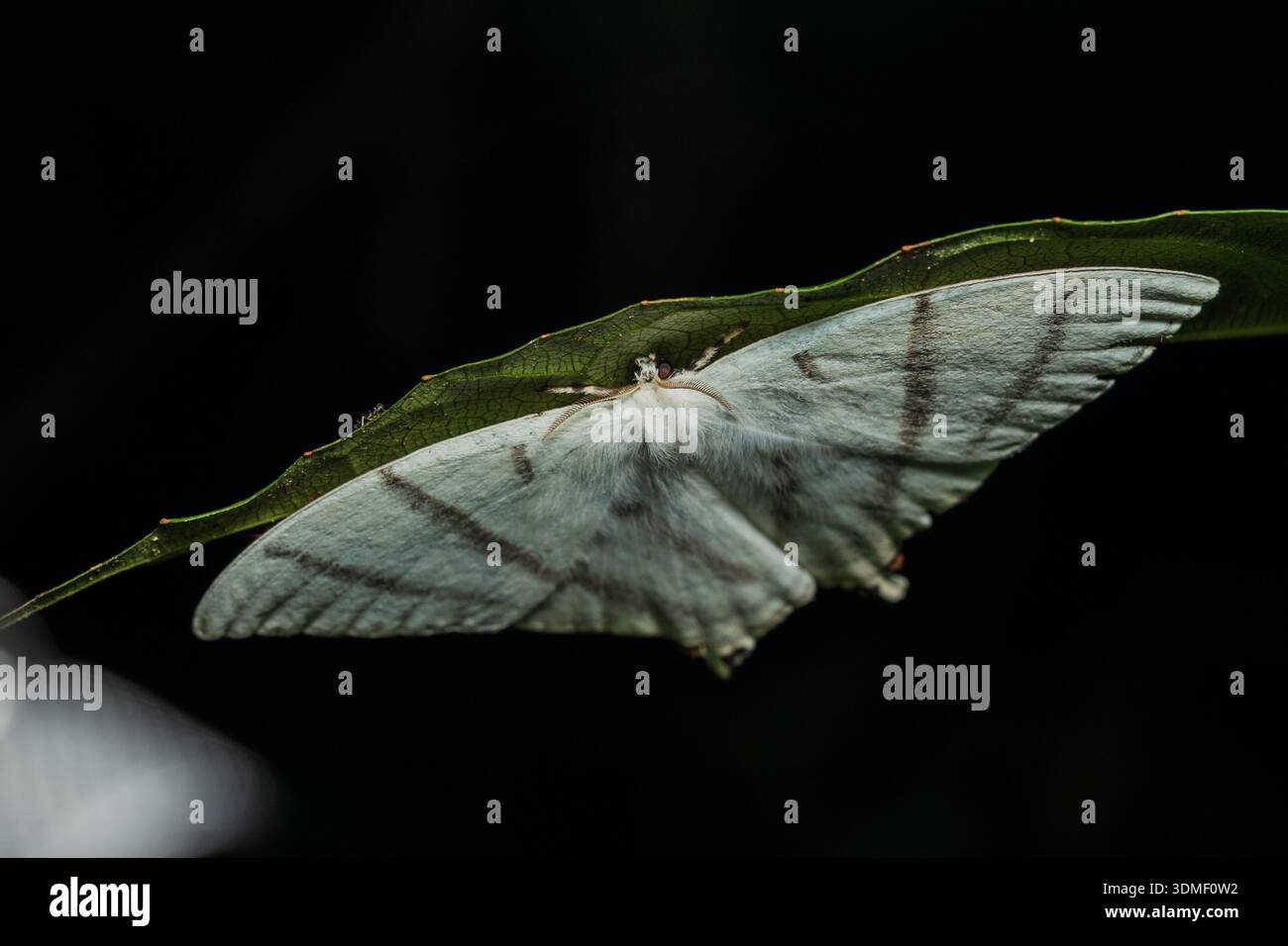 Amazon rainforest moth hi-res stock photography and images - Alamy
