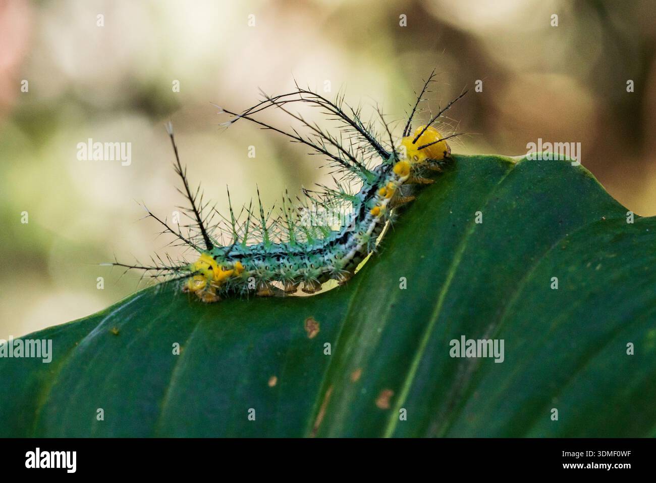 Saturniid Moth Caterpillar, Ecuador Stock Photo - Alamy