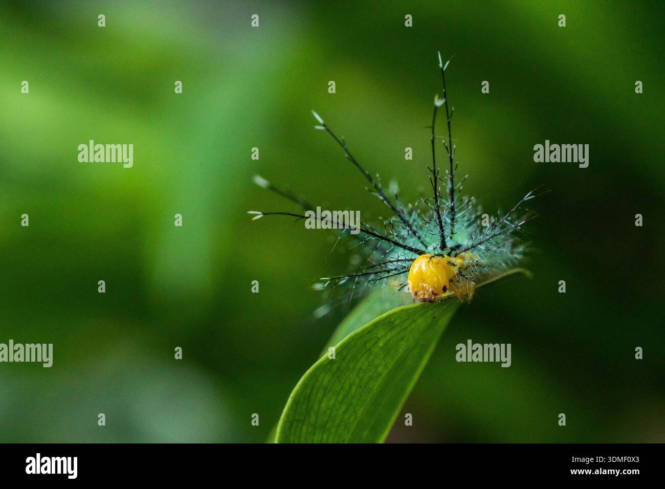 Saturniid Moth Caterpillar, Ecuador Stock Photo - Alamy