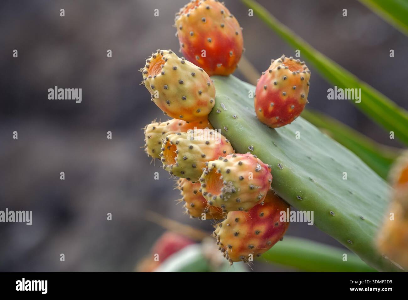 Prickly pear fruit, Opuntia ficus-indica, ripening on a pad in Oia,  Santorini. Also known as tuna fruit or cactus pear, common in the Greek  islands Stock Photo - Alamy