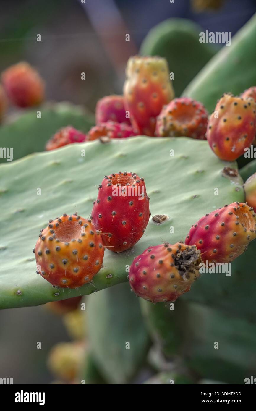 Prickly pear fruit (Tuna, Cactus fig) ripening on an Opuntia cactus pad in  Santorini, Greece. Edible fruit, summer harvest, succulent plant Stock  Photo - Alamy