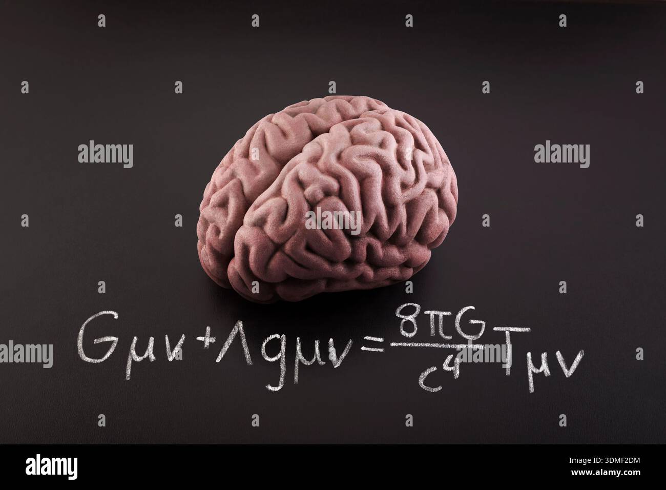 Human brain model with Albert Einstein's Field Equation. Science, education and learning concept. Stock Photo