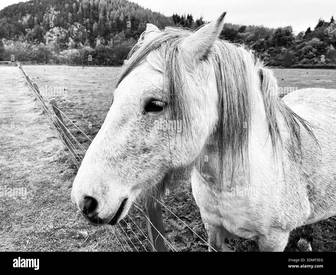 A white Horse in a field in Inverness, on the side of Loch Ness. - Smartphone Captured Stock Image