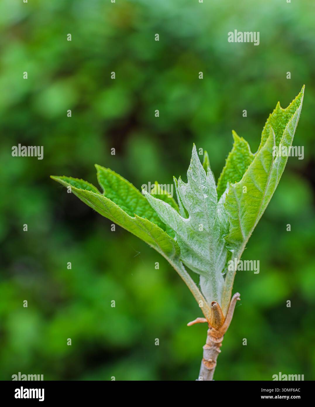 Oak-leaf hydrangea, young leaves Stock Photo