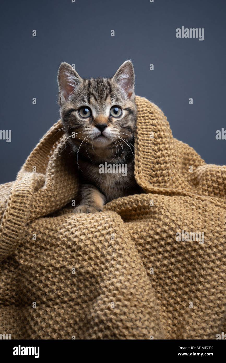 tabby british shorthair kitten peeking out from under a knitted blanket looking at camera curiously Stock Photo