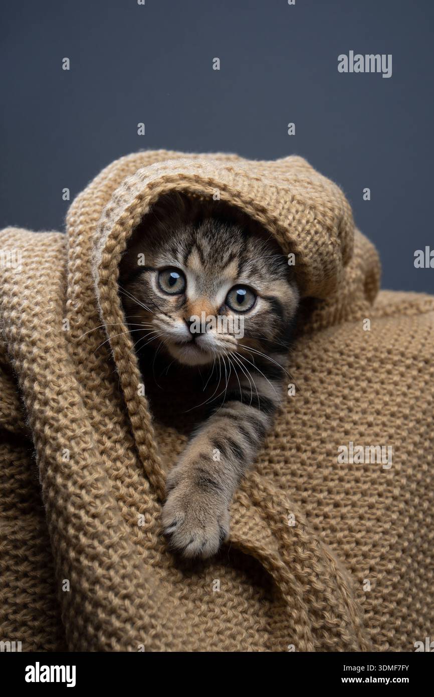 tabby british shorthair kitten peeking out from underneath a blanket looking at camera curiously Stock Photo
