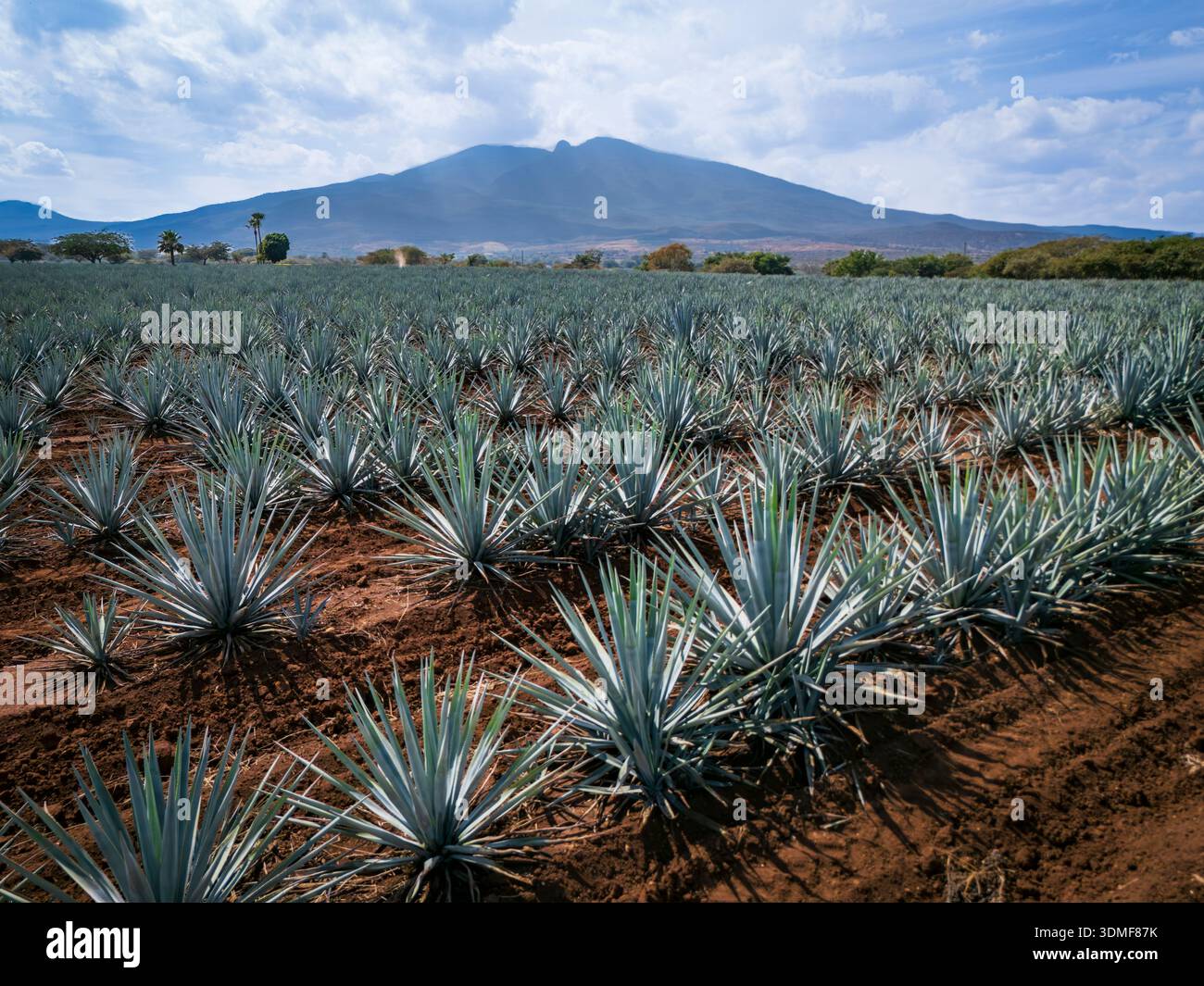 Symmetrical rows of agave plants growing in the Tequila region of Jalisco,  Mexico. This agricultural landscape is essential for tequila production and  Stock Photo - Alamy