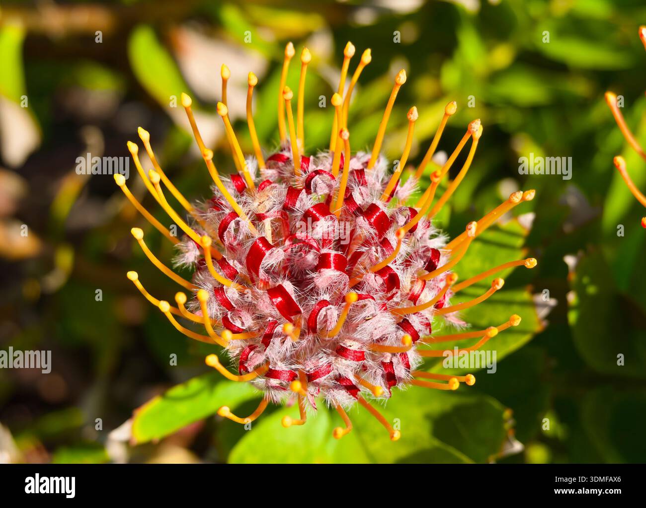 Plant family proteaceae hi-res stock photography and images - Alamy