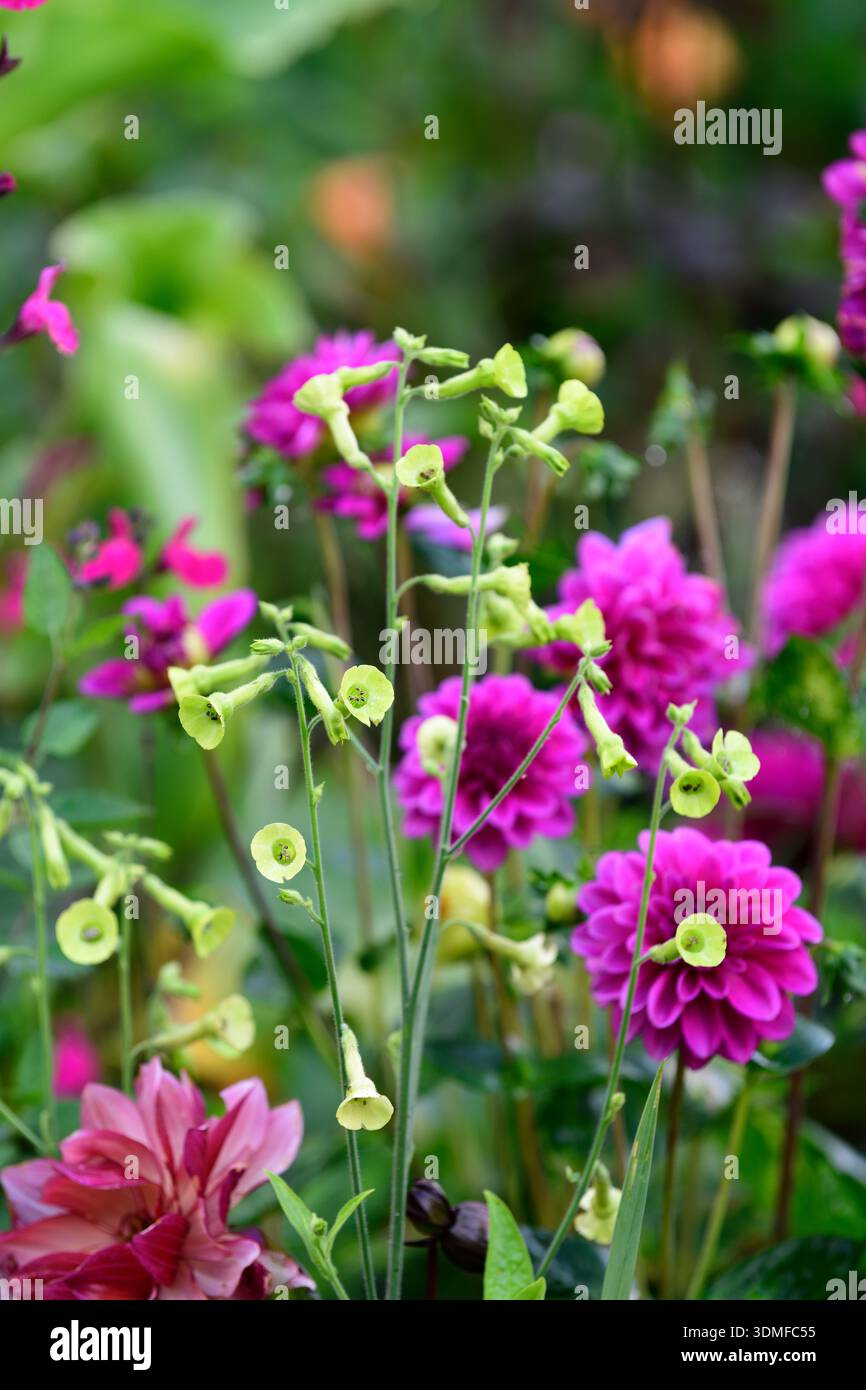 tobacco plant with purple flowers Product Specifications How to Grow and Care