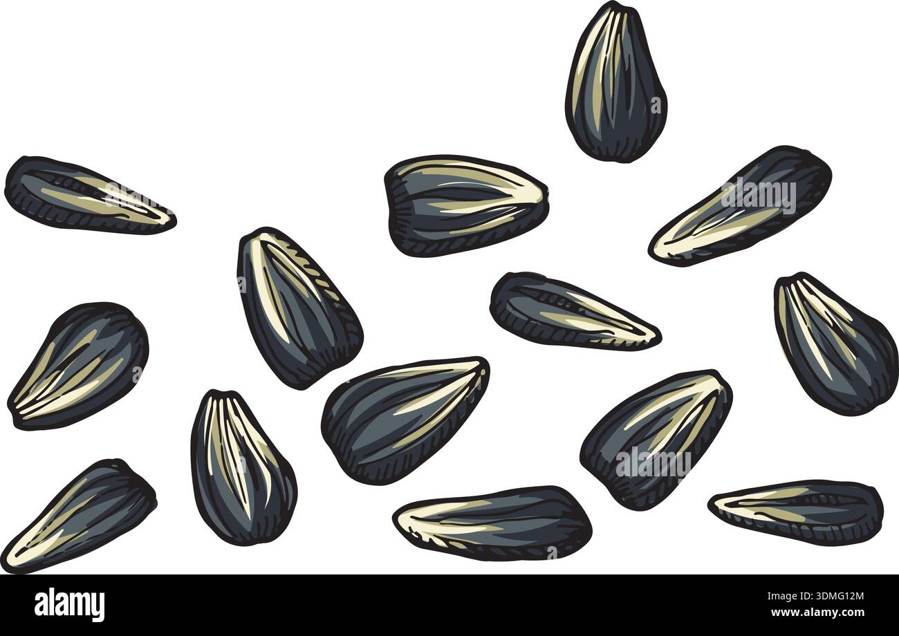 Sunflower seeds. Natural dry raw kernel icon Stock Vector