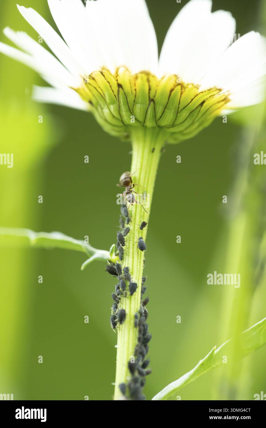 One adult flying aphid hi-res stock photography and images - Alamy