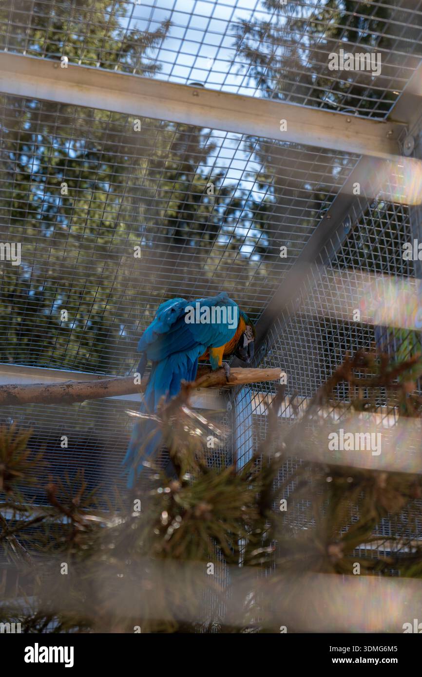 Woodland aviary hi-res stock photography and images - Alamy