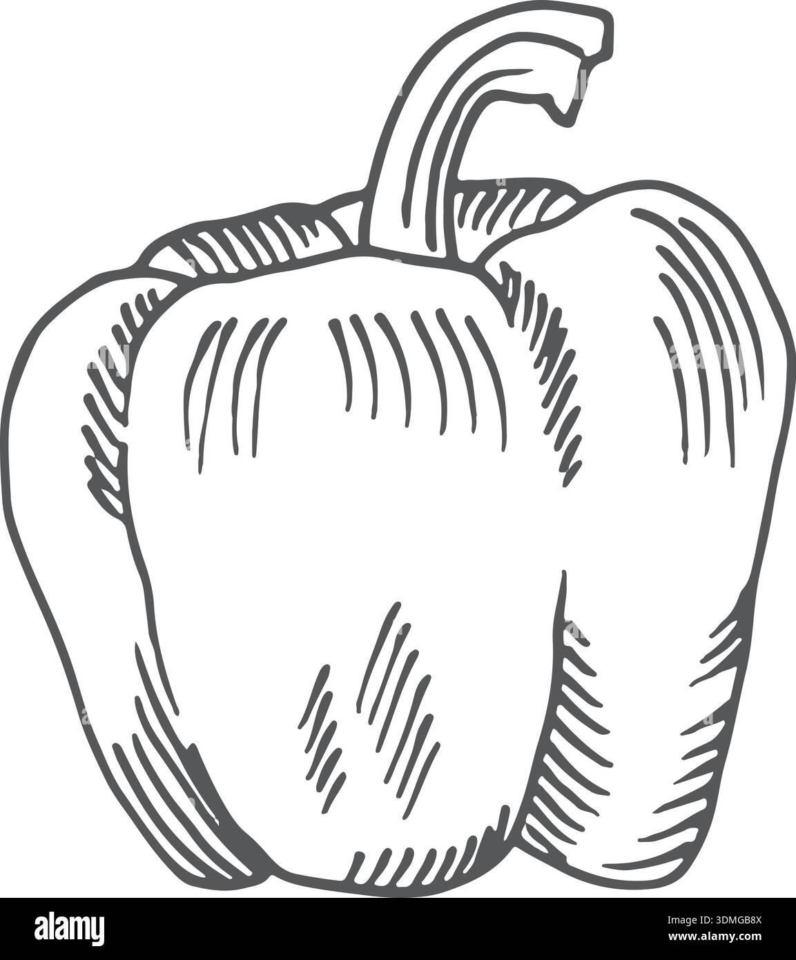 Bell pepper doodle. Hand drawn sweet paprika vegetable Stock Vector ...