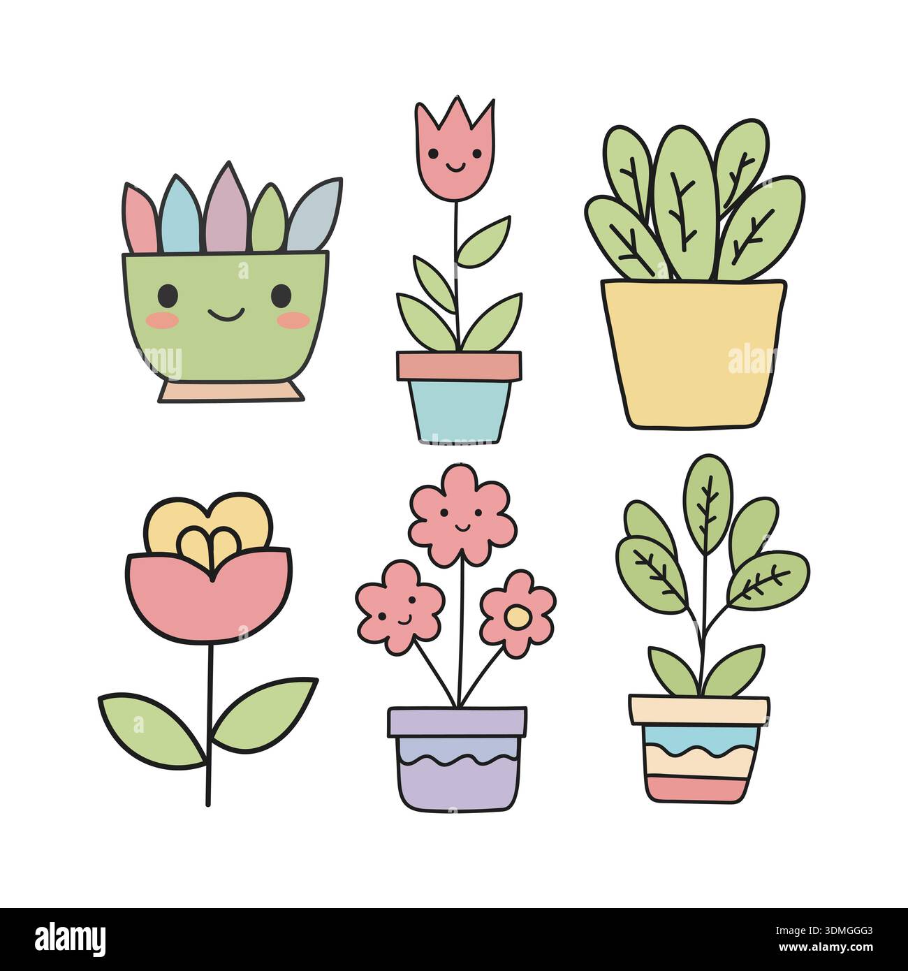 ficus indoor plant Fun Ficus Party Pack