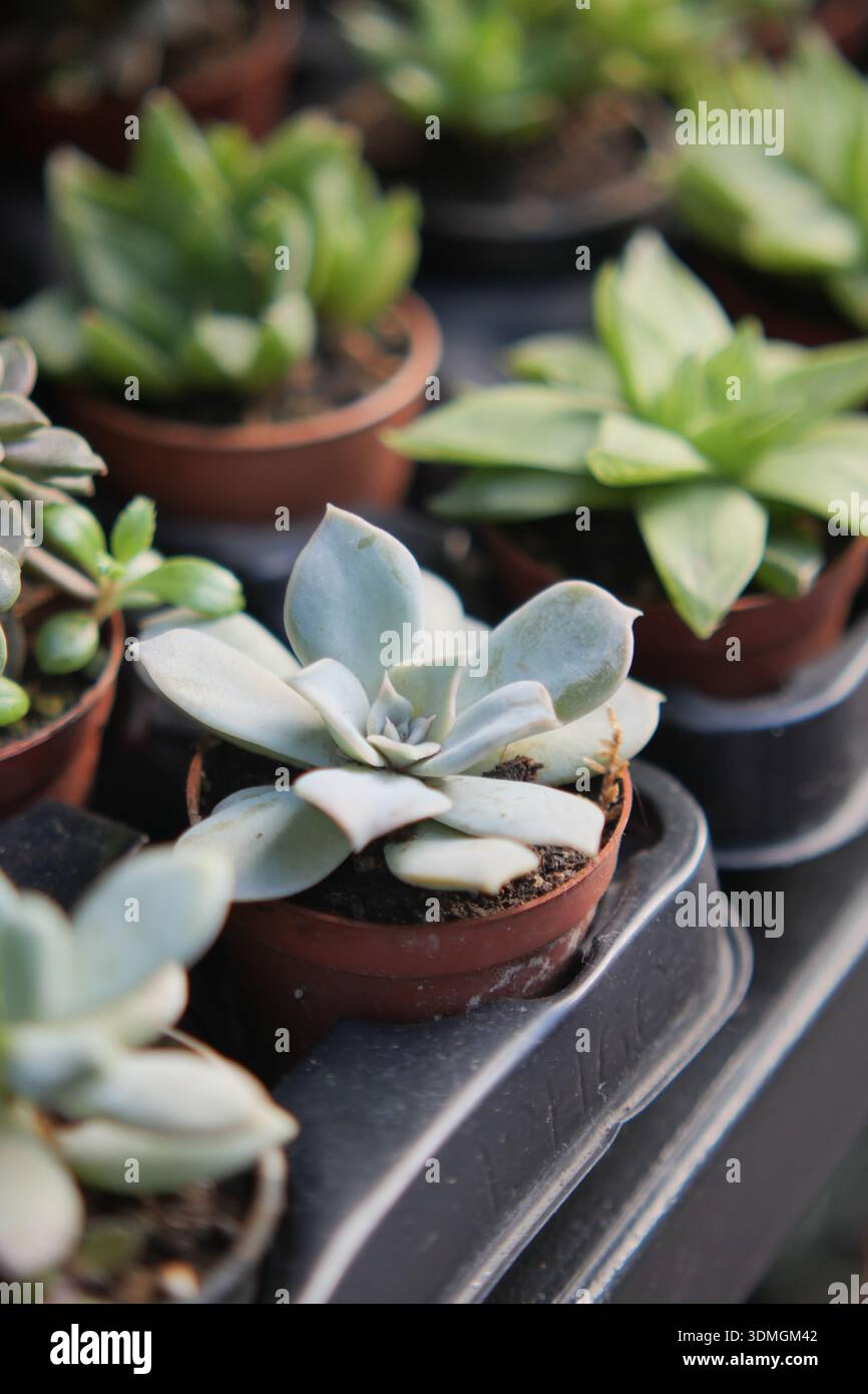Small potted succulents at a garden center Stock Photo - Alamy
