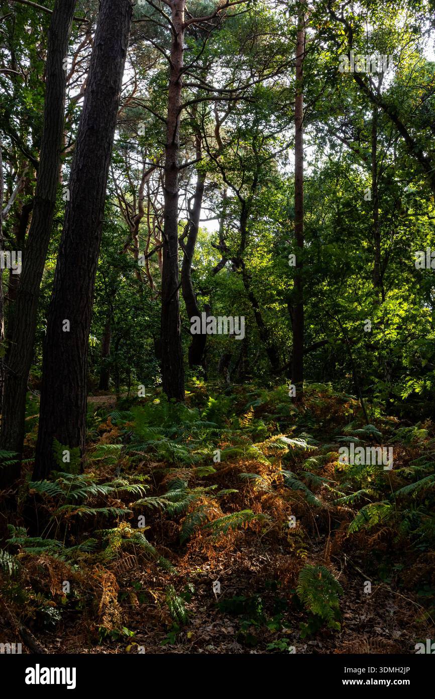 Sunlit forest floor with green and golden bracken ferns growing densely ...