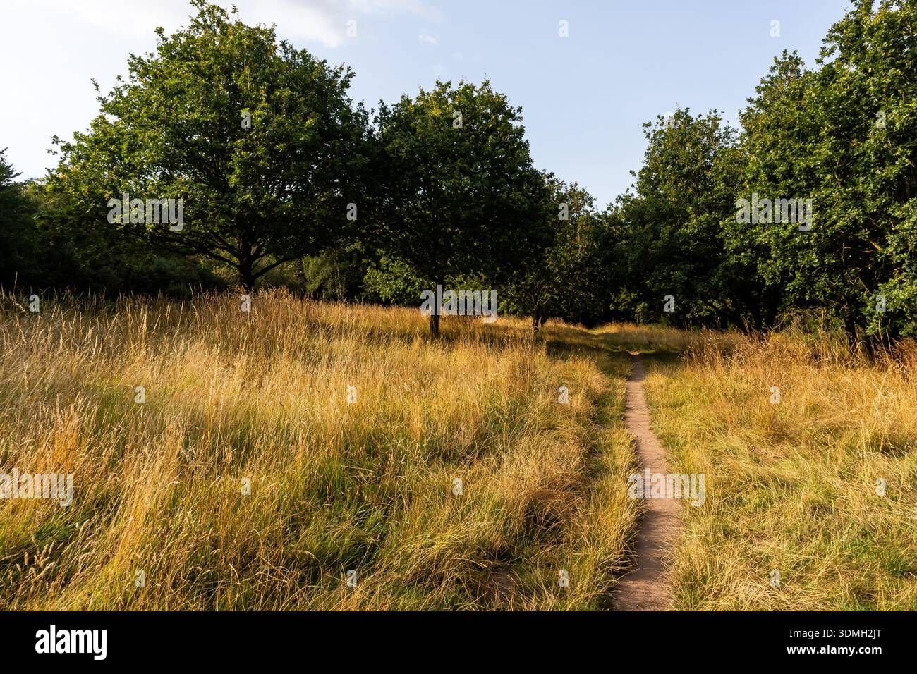 Path In Field Narrow dirt path winding through a field of tall golden grass toward a ...